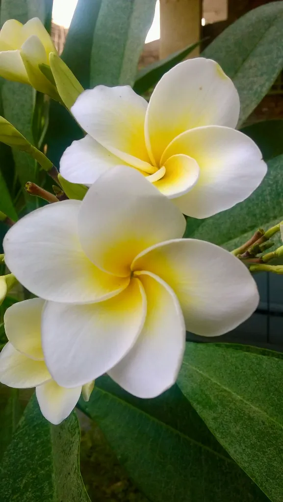 unsplash_VVqIRhsfDgo_Plumeria .jpg.webp