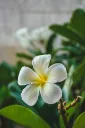 unsplash_hNw3KMCtUIo_Plumeria .webp