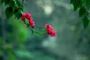 unsplash_1iOdr8rQwk4_Bougainville.jpg.webp