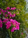unsplash_WhmT4_FGMlA_Bougainville.webp