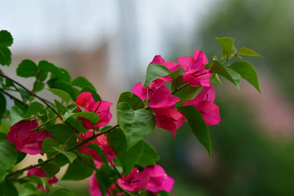 unsplash_DBrfVndwXWY_Bougainvillea.jpg.jpg.webp
