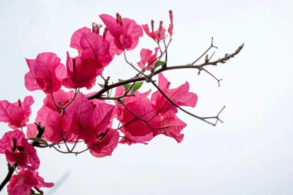 unsplash_ffSAb1WbGfM_Bougainvillea.jpg.webp