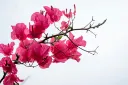 unsplash_ffSAb1WbGfM_Bougainvillea.jpg.webp