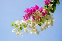unsplash_0vZz7v9bFEA_Bougainvillea.webp