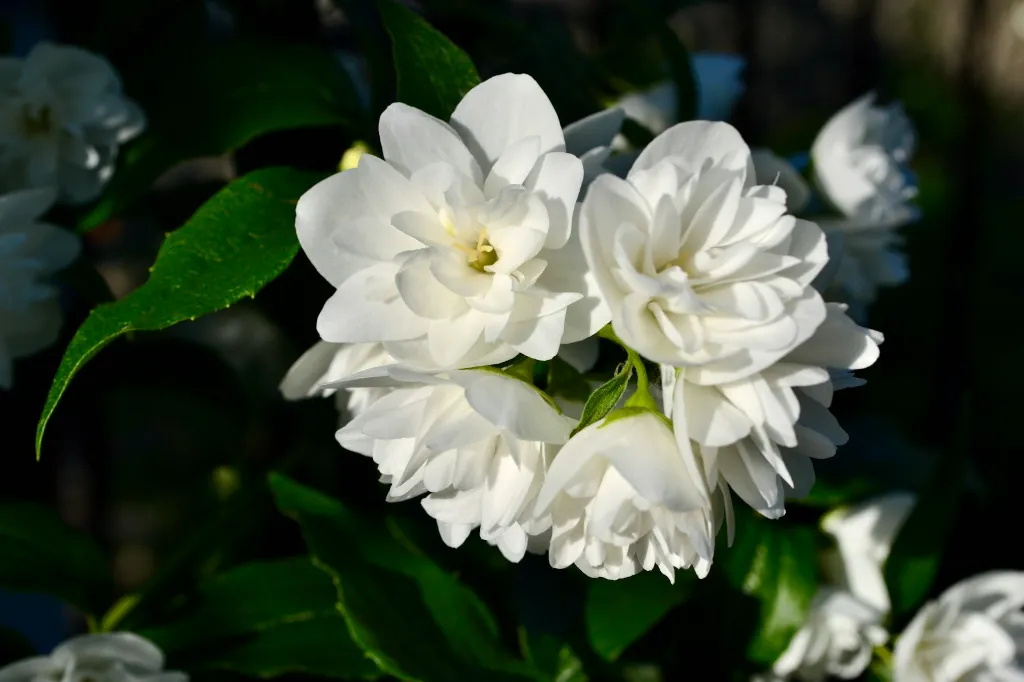 unsplash_PZlaizT3Fsg_Jasmine .jpg.webp