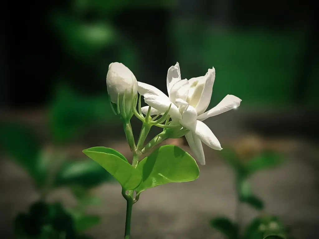 unsplash_Zqai2COyXBw_Jasmine .webp