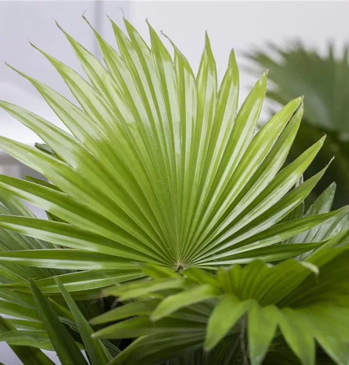 Livistona-chinensis-718x750-proportionalsmallest.webp