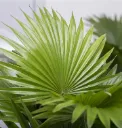 Livistona-chinensis-718x750-proportionalsmallest.webp