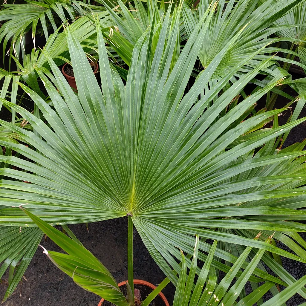 Livinstona-chinensis-scaled.webp