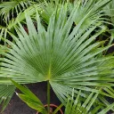 Livinstona-chinensis-scaled.webp