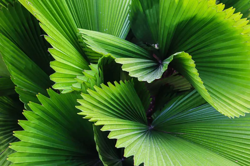 Grow-Ruffled-Fan-Palms-Feature.webp