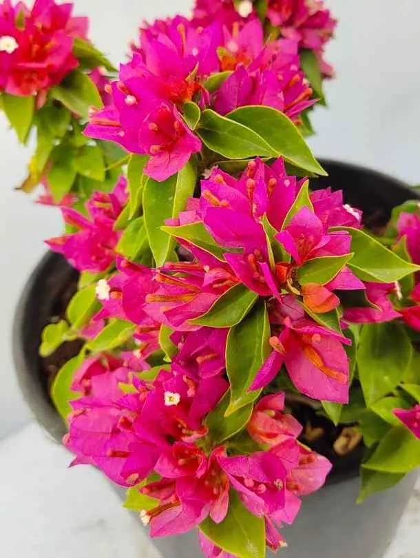 20Bougainvilleapinkpixie2.webp