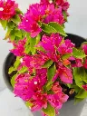20Bougainvilleapinkpixie2.webp