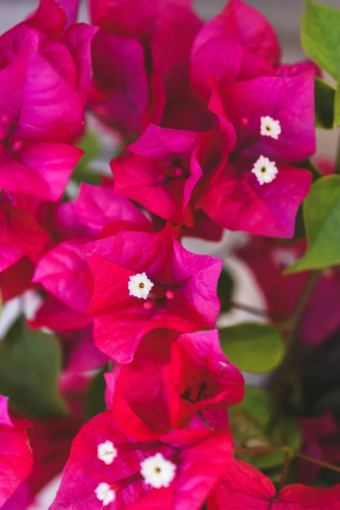 unsplash_UGCzCh4B5uI_bougainvillea pink pixie.jpg.jpg.webp