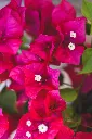 unsplash_UGCzCh4B5uI_bougainvillea pink pixie.jpg.jpg.webp