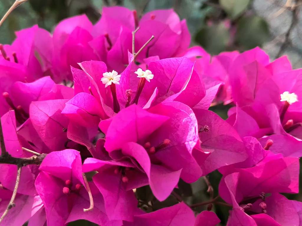 unsplash_AoYbZ5tJ9Es_bougainvillea pink pixie.jpg.webp