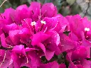unsplash_AoYbZ5tJ9Es_bougainvillea pink pixie.jpg.webp