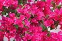 unsplash_ogksxXnyGt8_bougainvillea pink pixie.webp