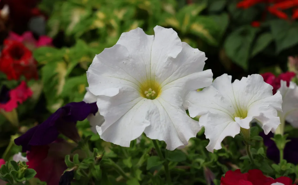 unsplash_V5mR5tPrIgw_Garden Petunia.jpg.jpg.jpg.jpg.jpg.jpg.jpg.webp