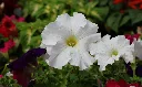unsplash_V5mR5tPrIgw_Garden Petunia.jpg.jpg.jpg.jpg.jpg.jpg.jpg.webp