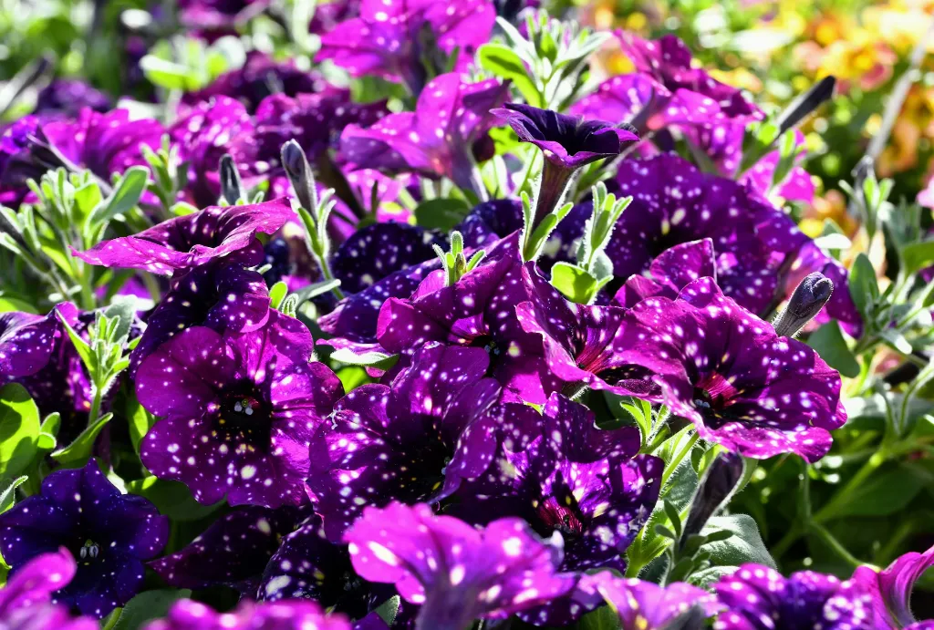unsplash_X26uFrvSYXE_Garden Petunia.jpg.jpg.jpg.jpg.jpg.jpg.webp