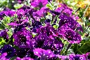 unsplash_X26uFrvSYXE_Garden Petunia.jpg.jpg.jpg.jpg.jpg.jpg.webp
