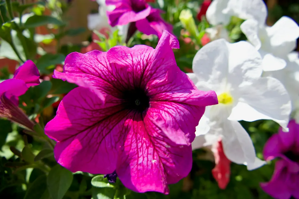 unsplash_oFQD8xlgLIU_Garden Petunia.jpg.jpg.jpg.jpg.jpg.webp