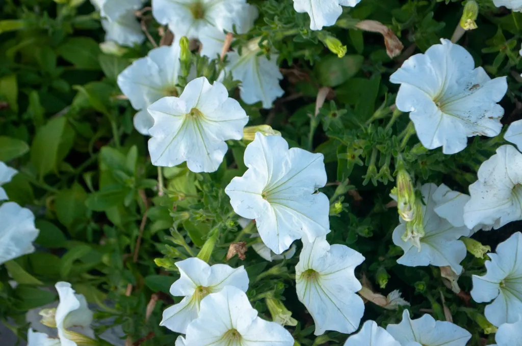 unsplash_qA5DQOOJmls_Garden Petunia.jpg.jpg.jpg.jpg.webp