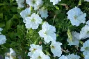 unsplash_qA5DQOOJmls_Garden Petunia.jpg.jpg.jpg.jpg.webp