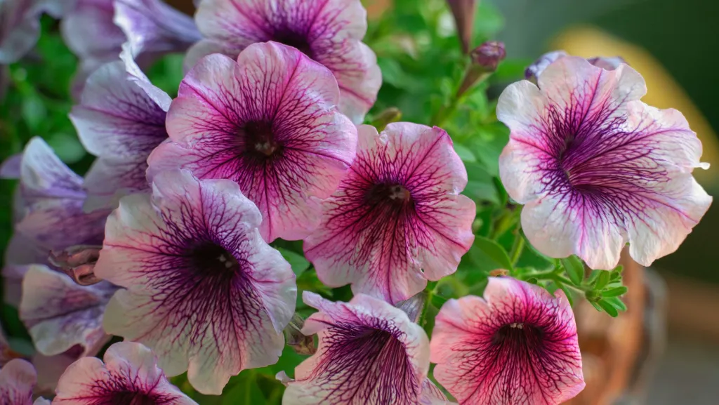 unsplash_7ODwNbt_BKs_Garden Petunia.jpg.jpg.jpg.webp