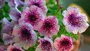 unsplash_7ODwNbt_BKs_Garden Petunia.jpg.jpg.jpg.webp
