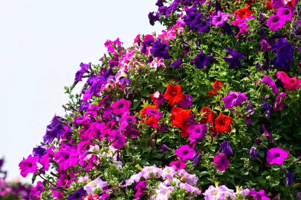 unsplash_DoutvJmKjaI_Garden Petunia.jpg.jpg.webp