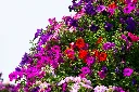 unsplash_DoutvJmKjaI_Garden Petunia.jpg.jpg.webp