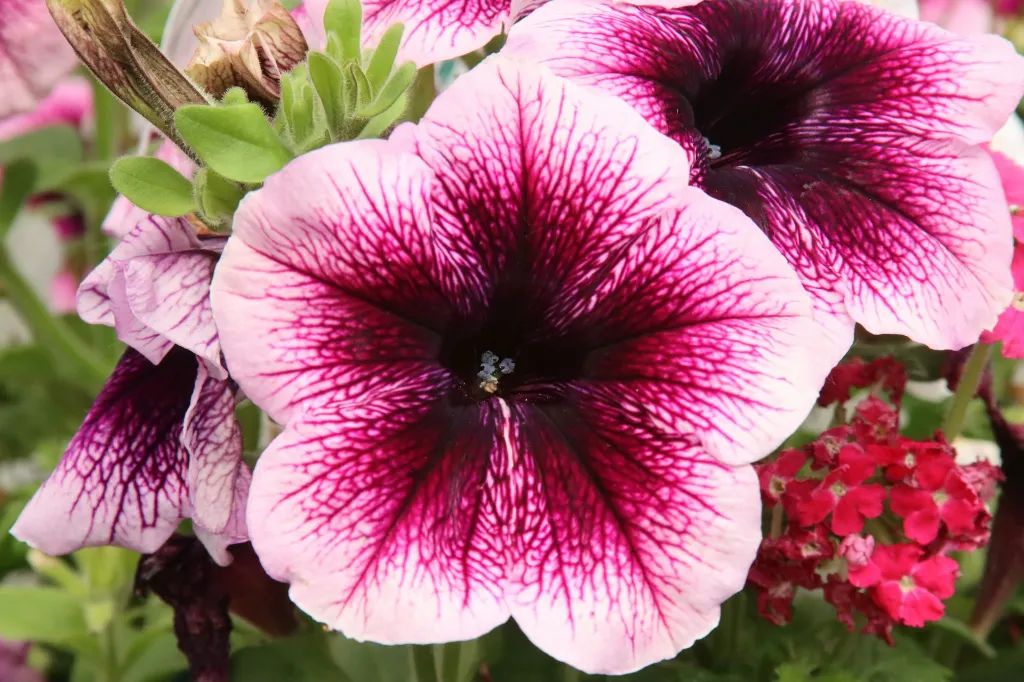unsplash_M-viY0upqYQ_Garden Petunia.jpg.webp