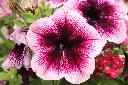 unsplash_M-viY0upqYQ_Garden Petunia.jpg.webp