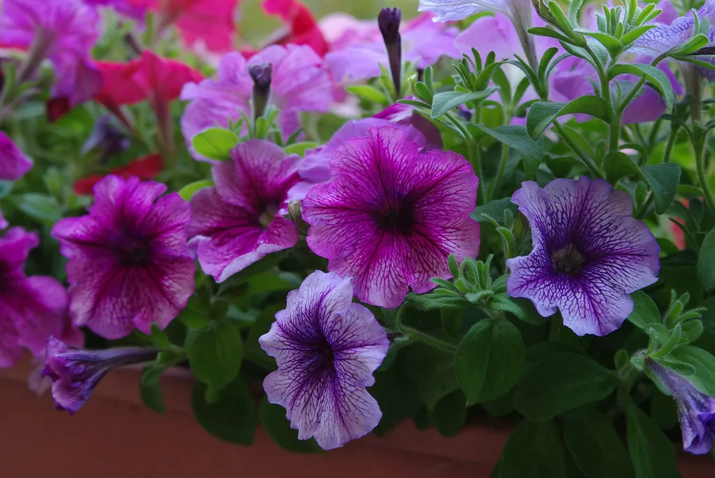 unsplash_Ju6bSxXfPB0_Garden Petunia.webp