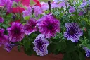 unsplash_Ju6bSxXfPB0_Garden Petunia.webp