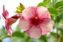 allamanda-blanchetii.webp