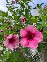 unsplash_hF9vtk_nZkw_purple allamanda.jpg.webp