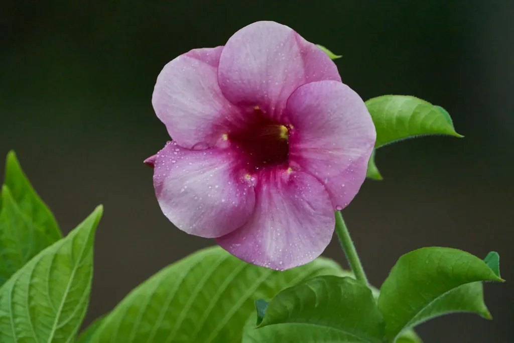 unsplash_eSVzFWnhIQs_purple allamanda.webp