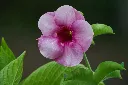 unsplash_eSVzFWnhIQs_purple allamanda.webp