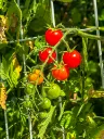 unsplash_VieKquAZETs_Cherry tomatoes.jpg.jpg.webp
