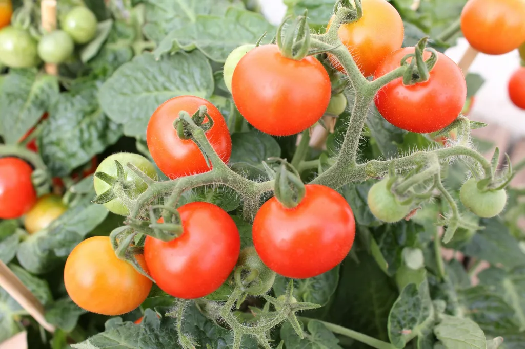 unsplash_QR1ls7DcxAs_Cherry tomatoes.webp