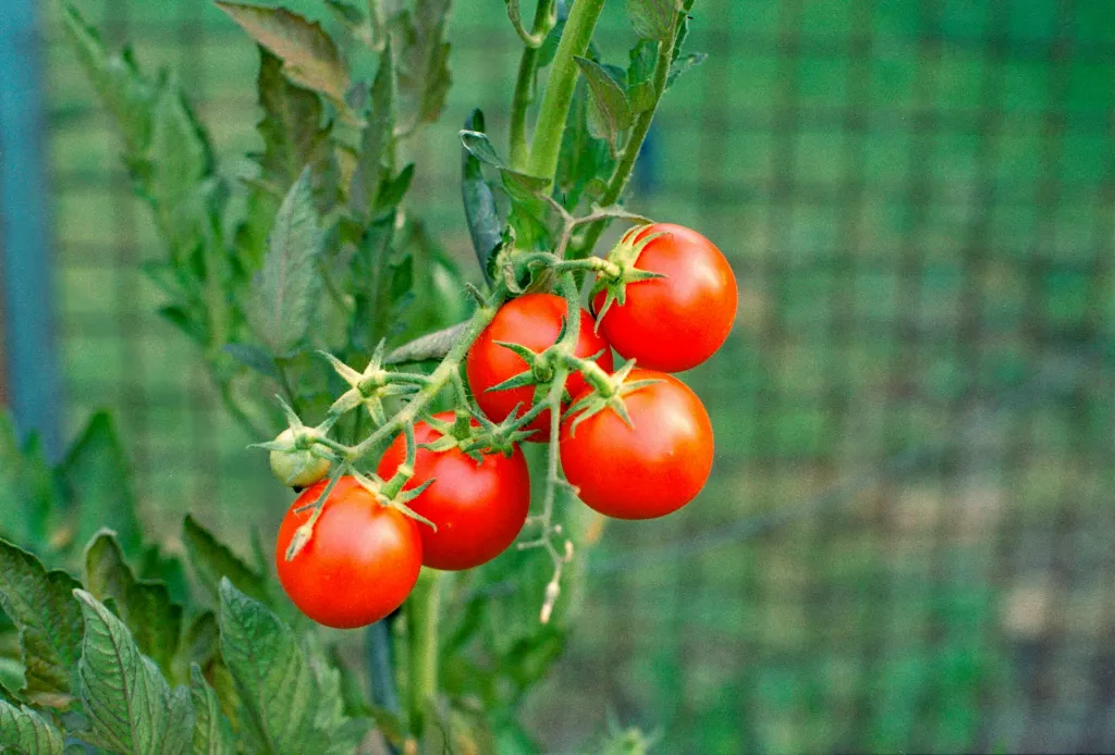 unsplash_hQXXWiG68YQ_Cherry tomatoes.jpg.webp