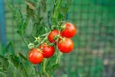 unsplash_hQXXWiG68YQ_Cherry tomatoes.jpg.webp