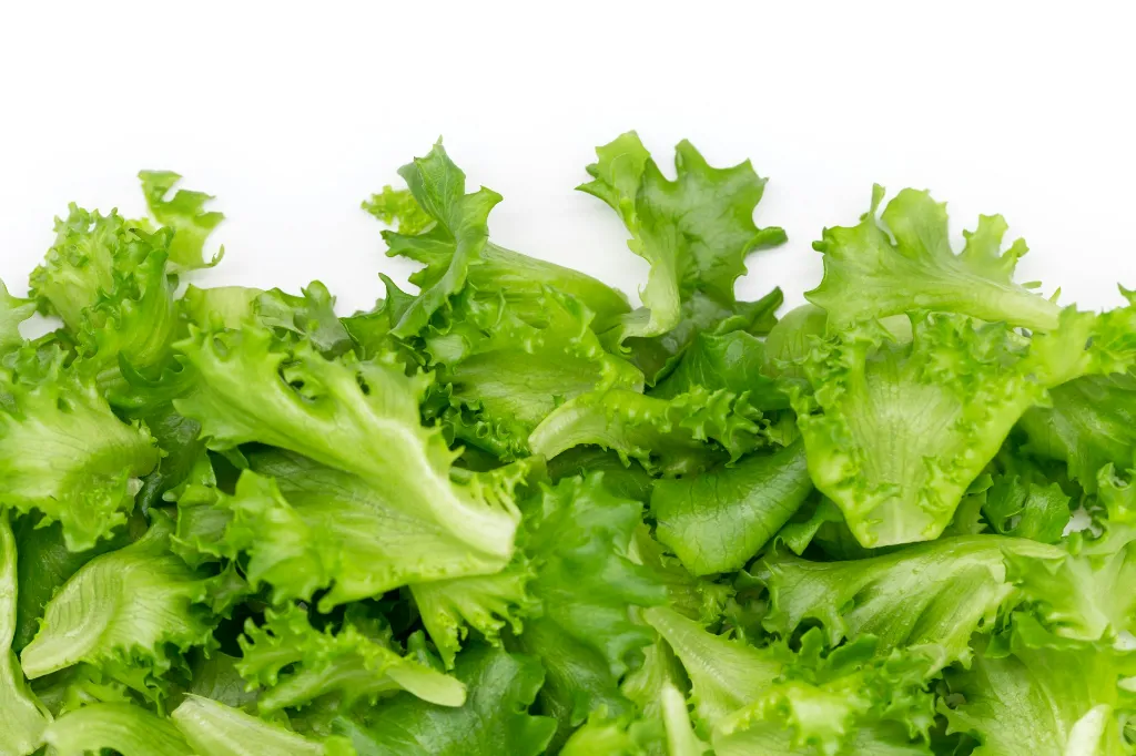 unsplash_YLeRHRiRgts_Lettuce.webp