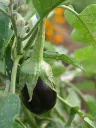 unsplash_EnfA2ywEtzo_Egg Plant.jpg.webp