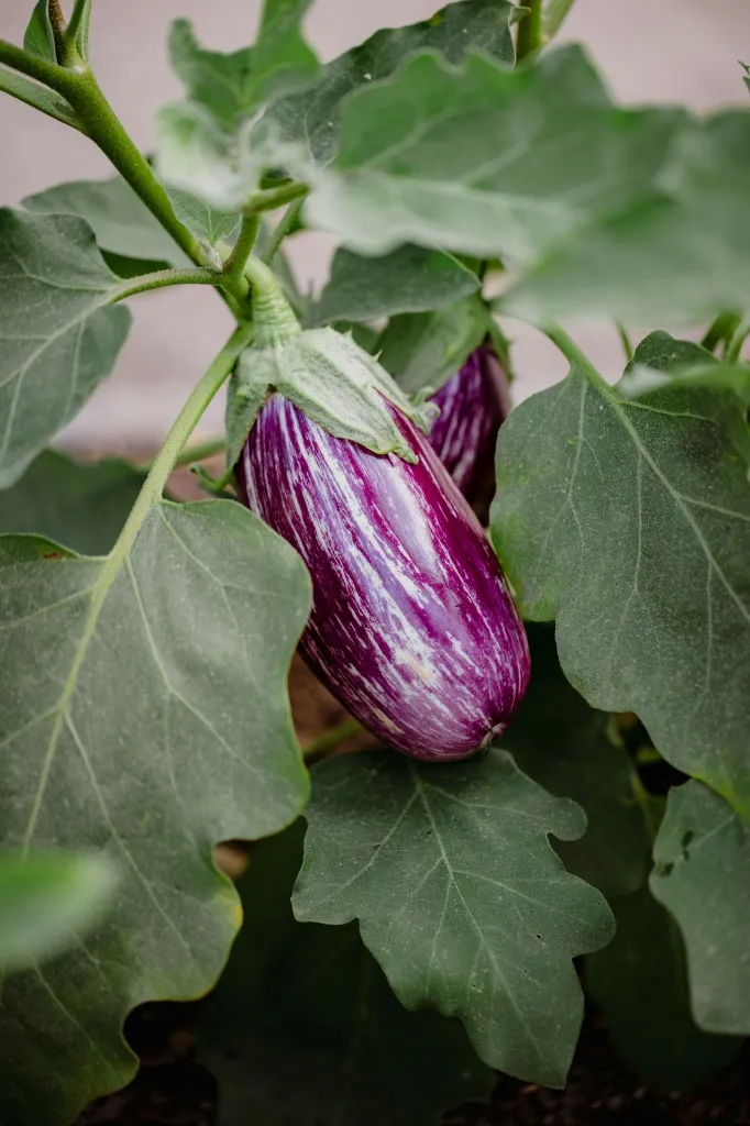 unsplash_liYPGpwKR5M_Egg Plant.webp