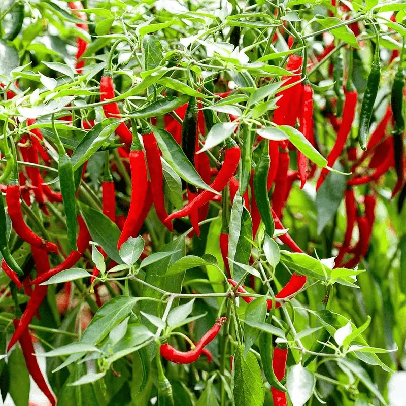 hot-chili-plant-5773615.webp