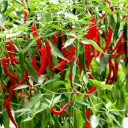hot-chili-plant-5773615.webp